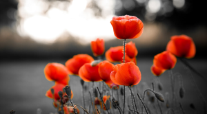 Remembrance Day 2020 how can we celebrate poppies